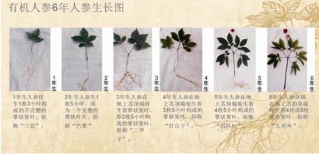 有机人参6年的生长图有机人参:加一人参六年的时间,177道有机工序