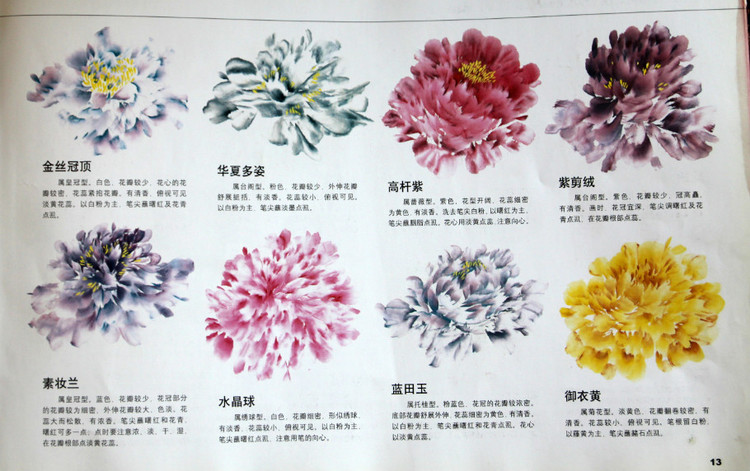 王绣写意牡丹画法