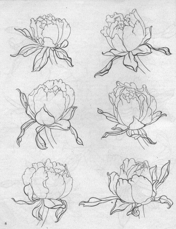 超详细的牡丹白描图学习了