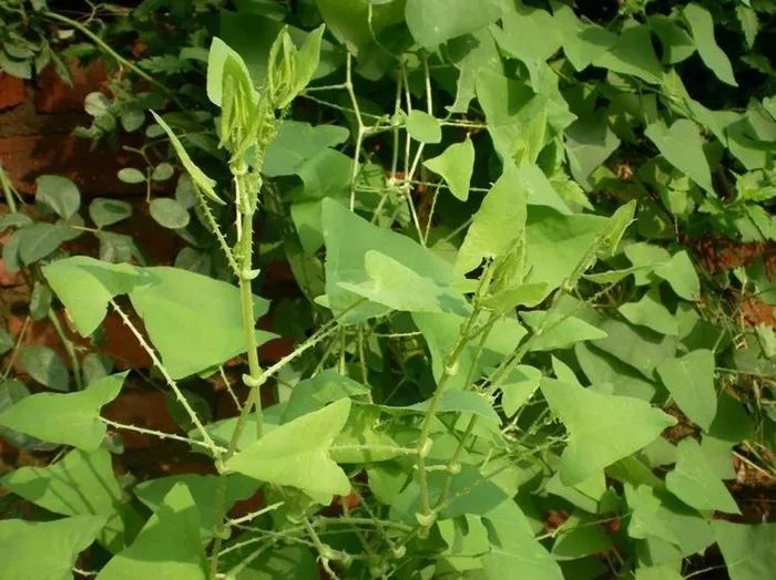 每日一学草药37金樱子