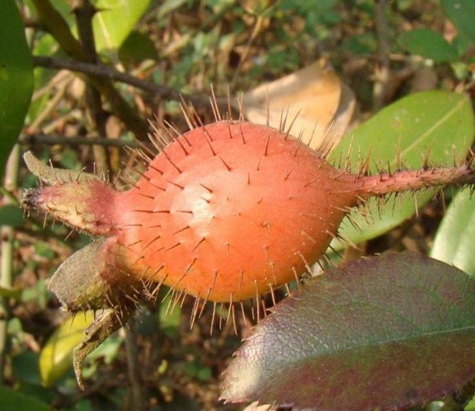 每日一学草药37金樱子