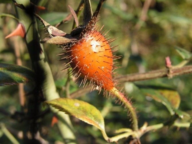 每日一学草药37金樱子