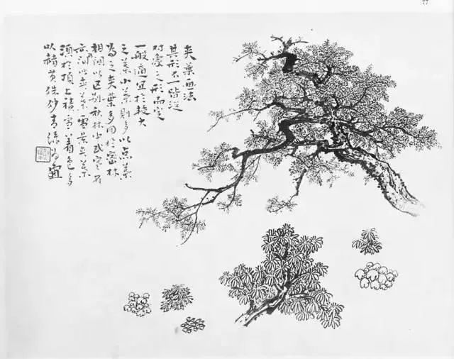 蒼穹古樹傲雪勁柏畫法樣稿圖