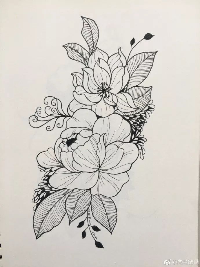 花卉线描画 简笔画图片