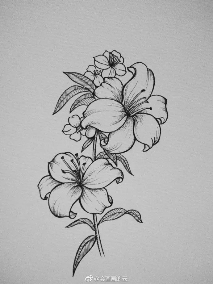 顶级线描花卉练完这一篇你的手从此再也不是爪