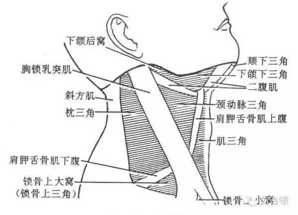 前斜角肌壓痛點頸椎棘突壓痛多見於棘上韌帶,亦稱項韌帶,壓痛常見於