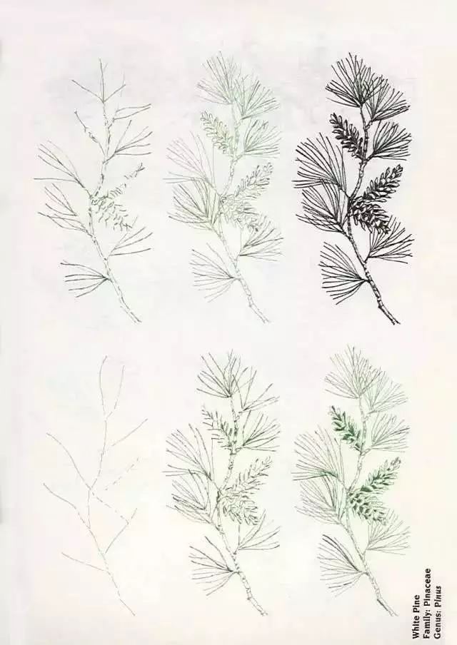 6,white pine美國五針松5,christmas cactus蟹爪蘭