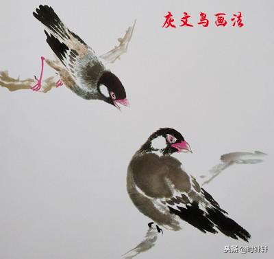 写意国画文鸟,相思鸟,八哥,喜鹊,翠鸟姿态的基本画法