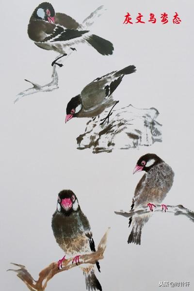 写意国画文鸟,相思鸟,八哥,喜鹊,翠鸟姿态的基本画法