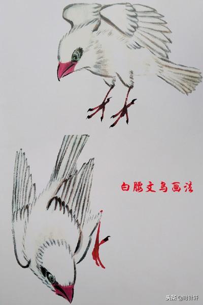 写意国画文鸟相思鸟八哥喜鹊翠鸟姿态的基本画法