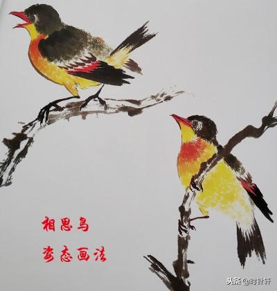 寫意國畫文鳥,相思鳥,八哥,喜鵲,翠鳥姿態的基本畫法