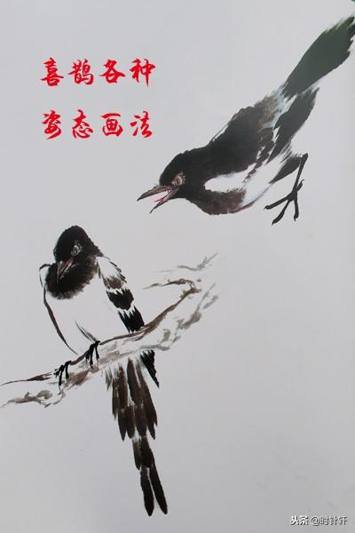 写意国画文鸟相思鸟八哥喜鹊翠鸟姿态的基本画法