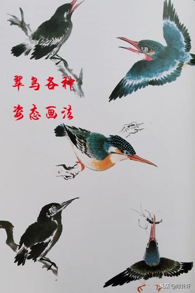 写意国画文鸟相思鸟八哥喜鹊翠鸟姿态的基本画法