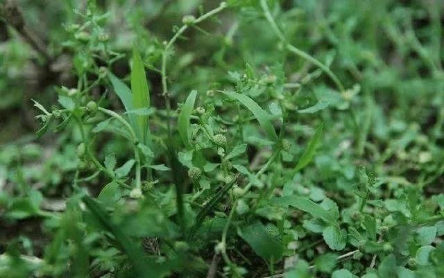 气闭不通,鼻塞鼻痔,胀闷不利,去目中翳障,并头中寒邪,头风脑痛诸疾,皆