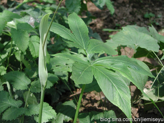 身边常见中草药图片大全