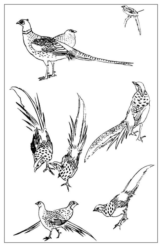 白描禽羽画谱百虫技法图谱