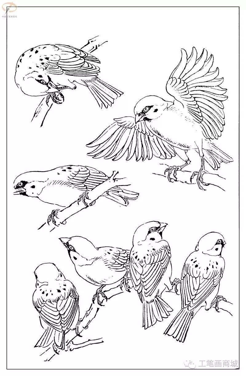 5,百鸟白描稿.4,花卉白描底稿.3,路雨年工笔鱼 白描.