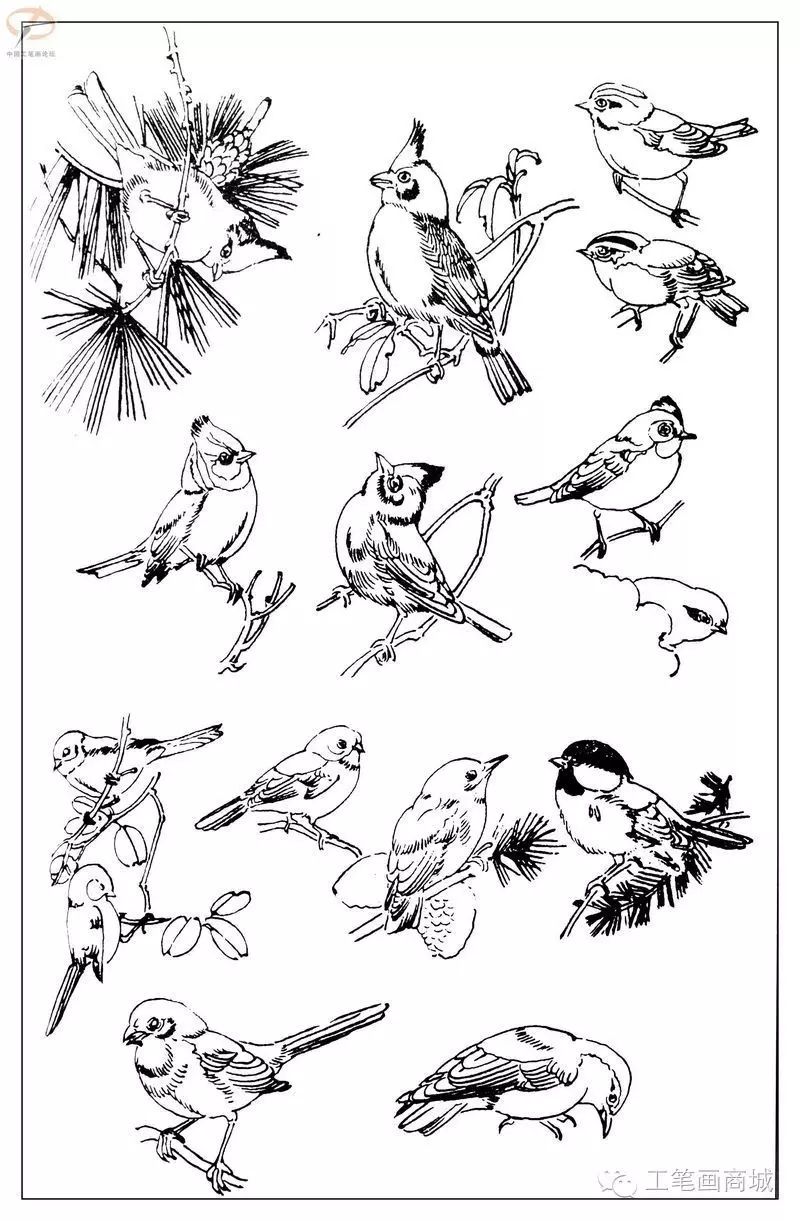 5,百鸟白描稿.4,花卉白描底稿.3,路雨年工笔鱼 白描.