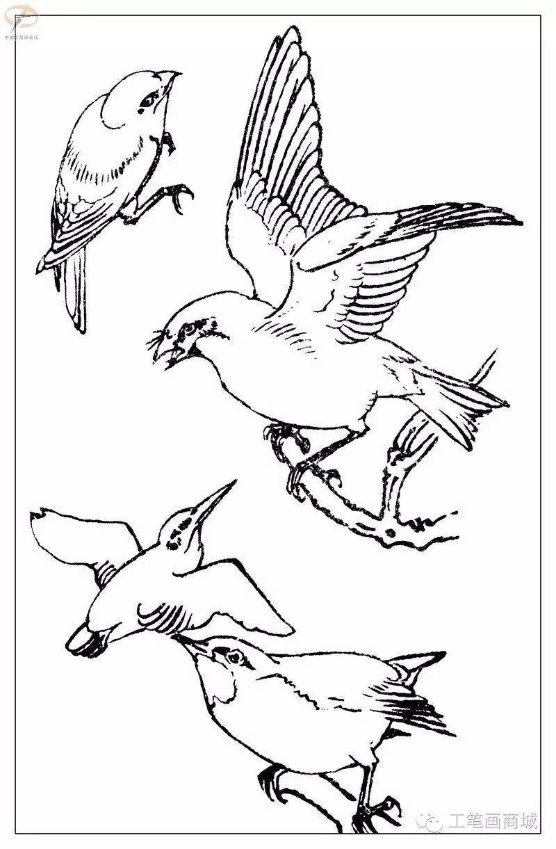 3,路雨年工笔鱼 白描. 4,花卉白描底稿. 5,百鸟白描稿.