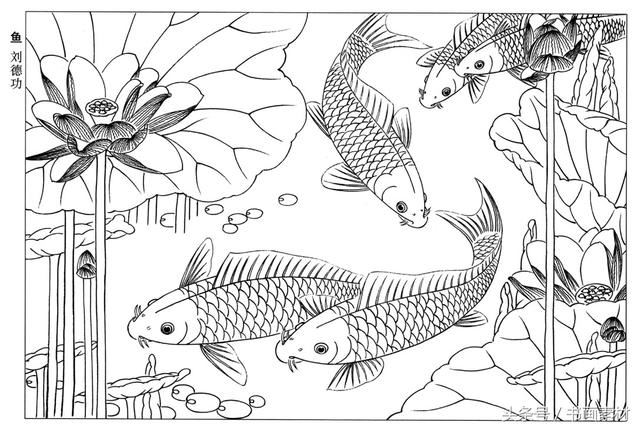 鯉魚金魚白描系列圖