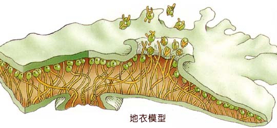 8亿年前,地衣从海洋登陆,是最早统治大陆的生物.