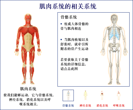 图说人体运动