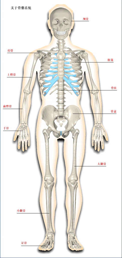运动系统由骨,骨连接和肌三部分组成,具有支持,保护和运动的功能