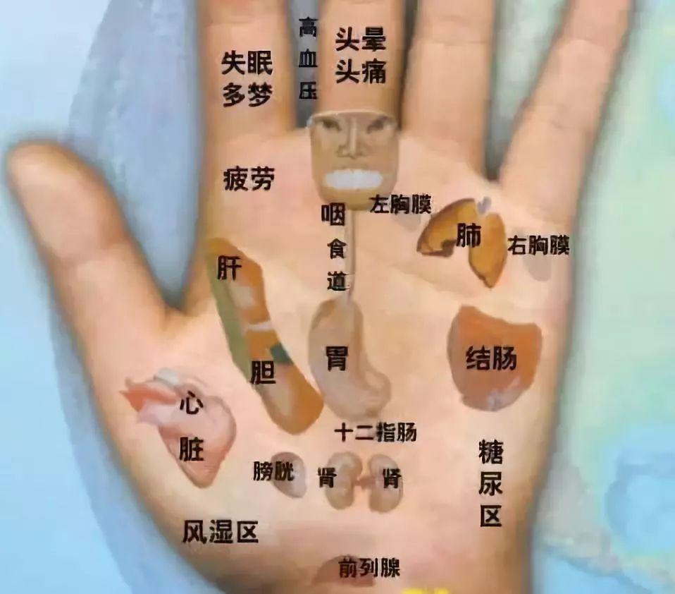 左手掌对应的器官图解图片