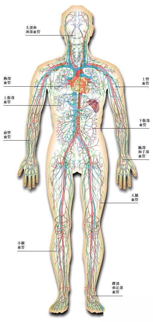 人体四大组织结构图画图片