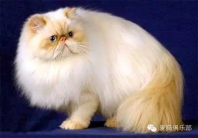 世界名猫品种大全