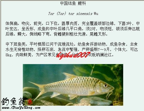 淡水鱼类图谱大全三