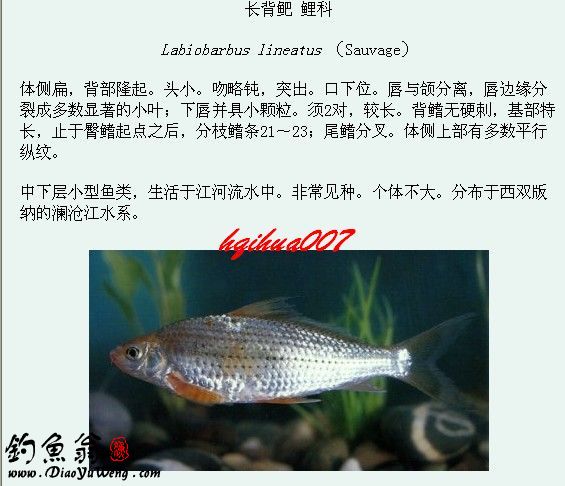 淡水鱼类图谱大全三