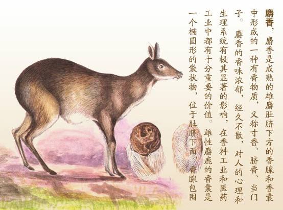 麝香可以用什么代替