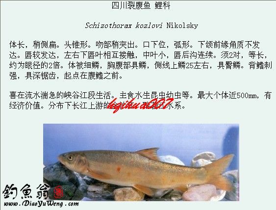 淡水魚類圖譜大全三