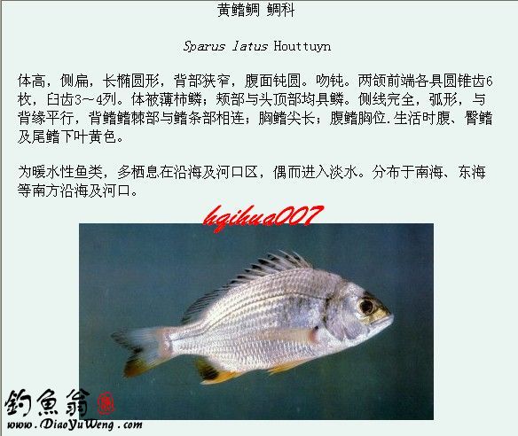 赣江鱼类图鉴图片