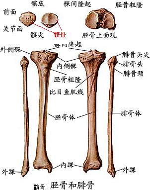 膝关节结构示意图