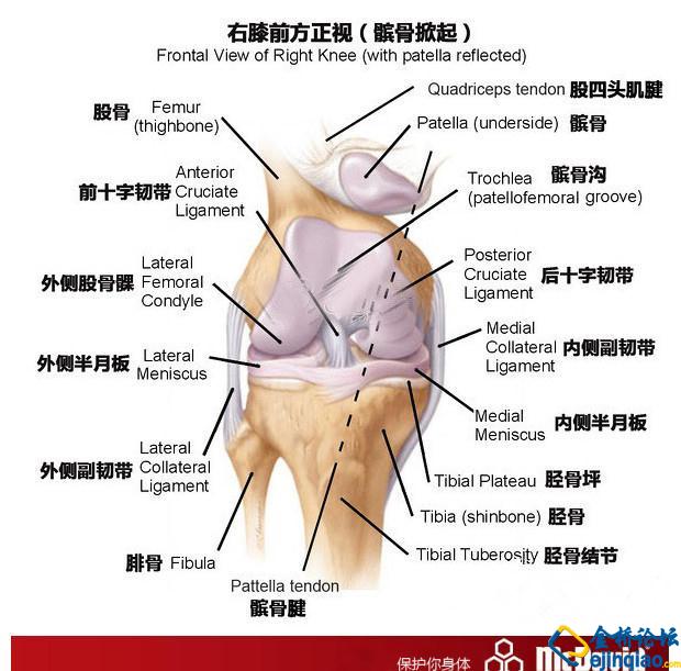 膝关节结构示意图