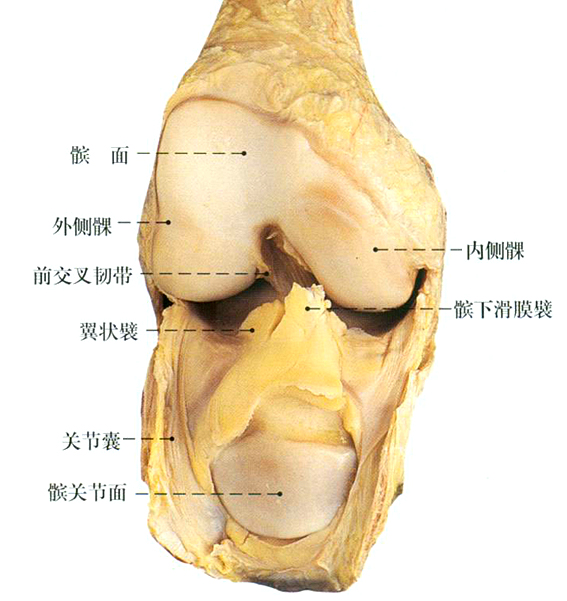 膝关节结构示意图