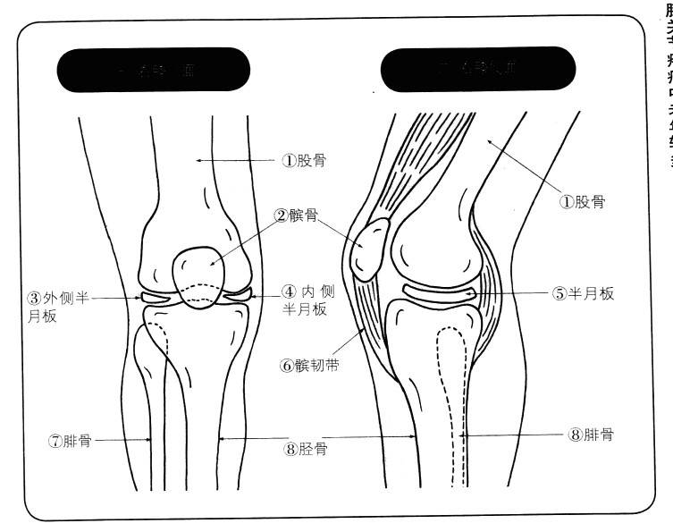 膝关节示意图名称图片