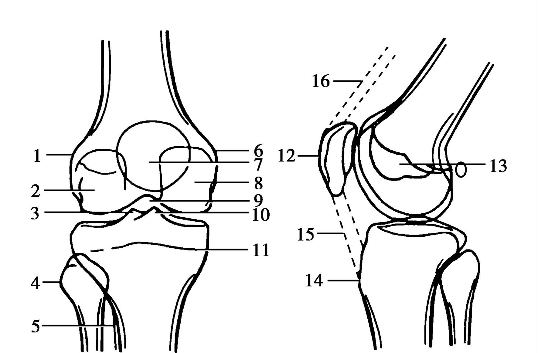 膝盖结构图 解剖图图片