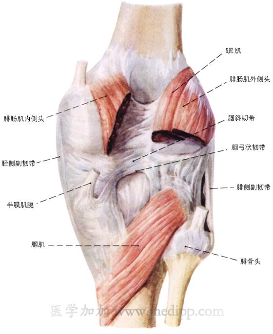 膝关节结构示意图