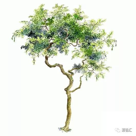 水彩树木手绘素材,想要练习水彩的保存下来临摹是很不错的哦