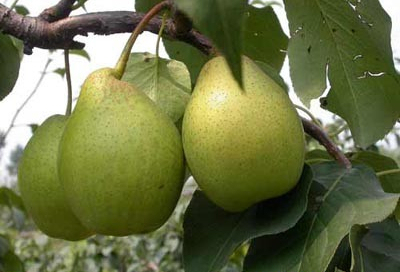 中国的梨品种