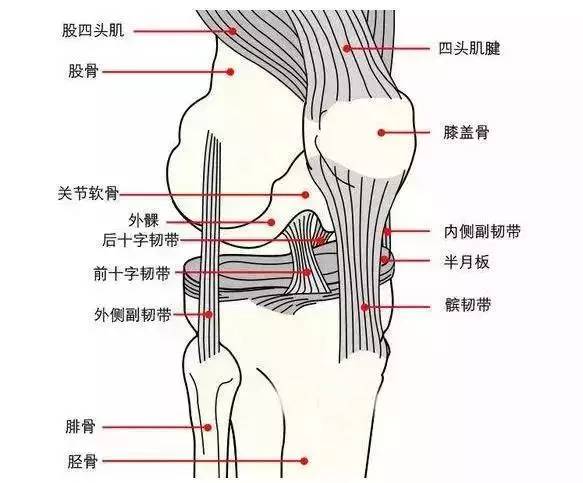 膝关节各部位名称图解图片