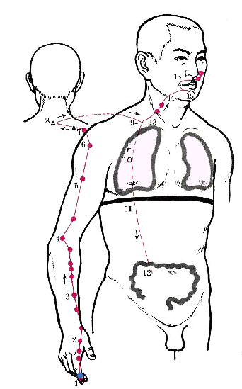 十二經,奇經八脈真氣運行線路圖