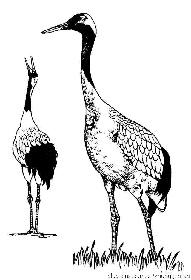 工笔画图谱之百鹤