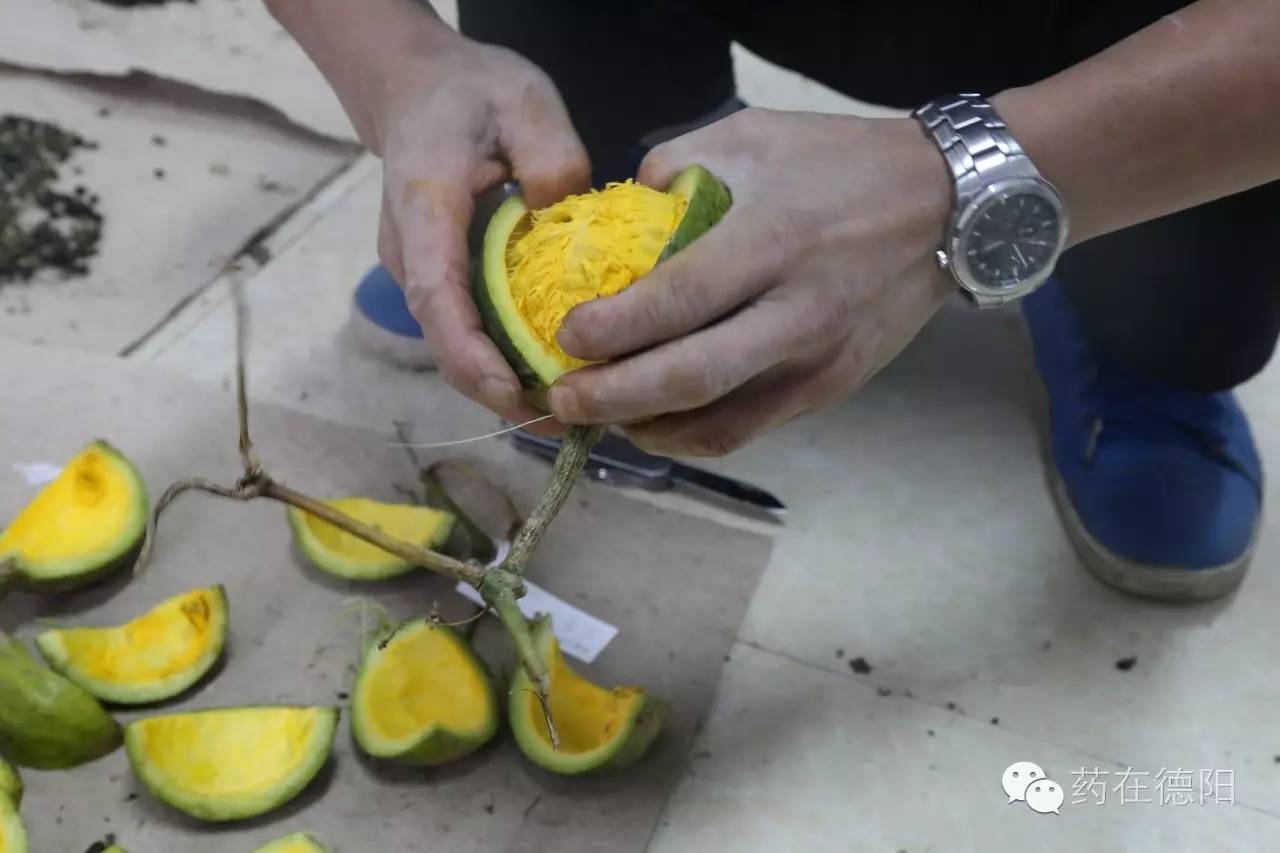 中华栝楼瓜蒌瓜蒌子瓜蒌皮天花粉