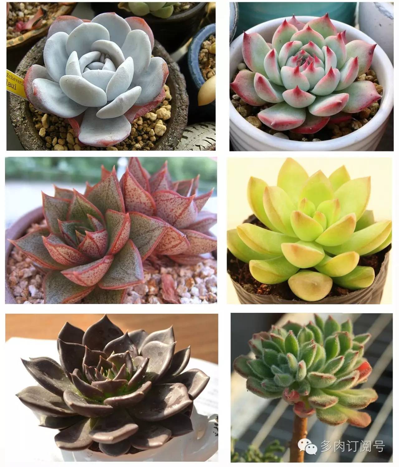 常见夏型种多肉植物介绍(配图版)