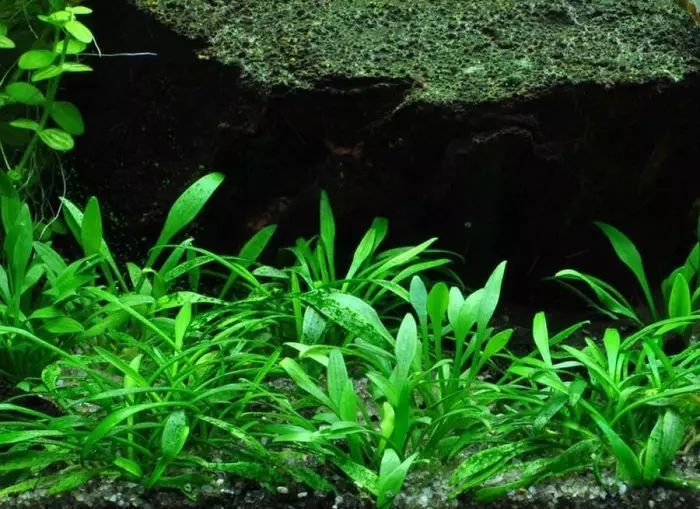 草缸里不需要二氧化碳的水草-汇总