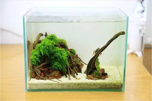 草缸里不需要二氧化碳的水草-汇总